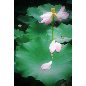 Lotus Plant